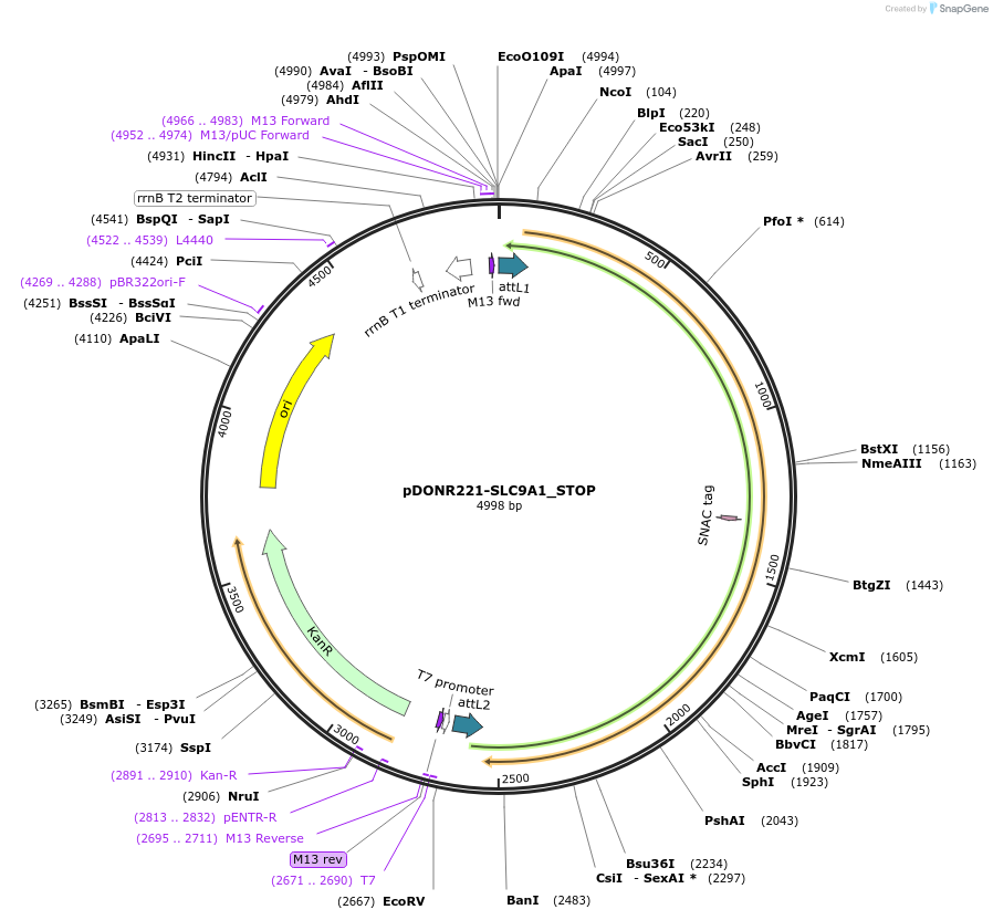 161376-plasmid-map-sequence-id-369848
