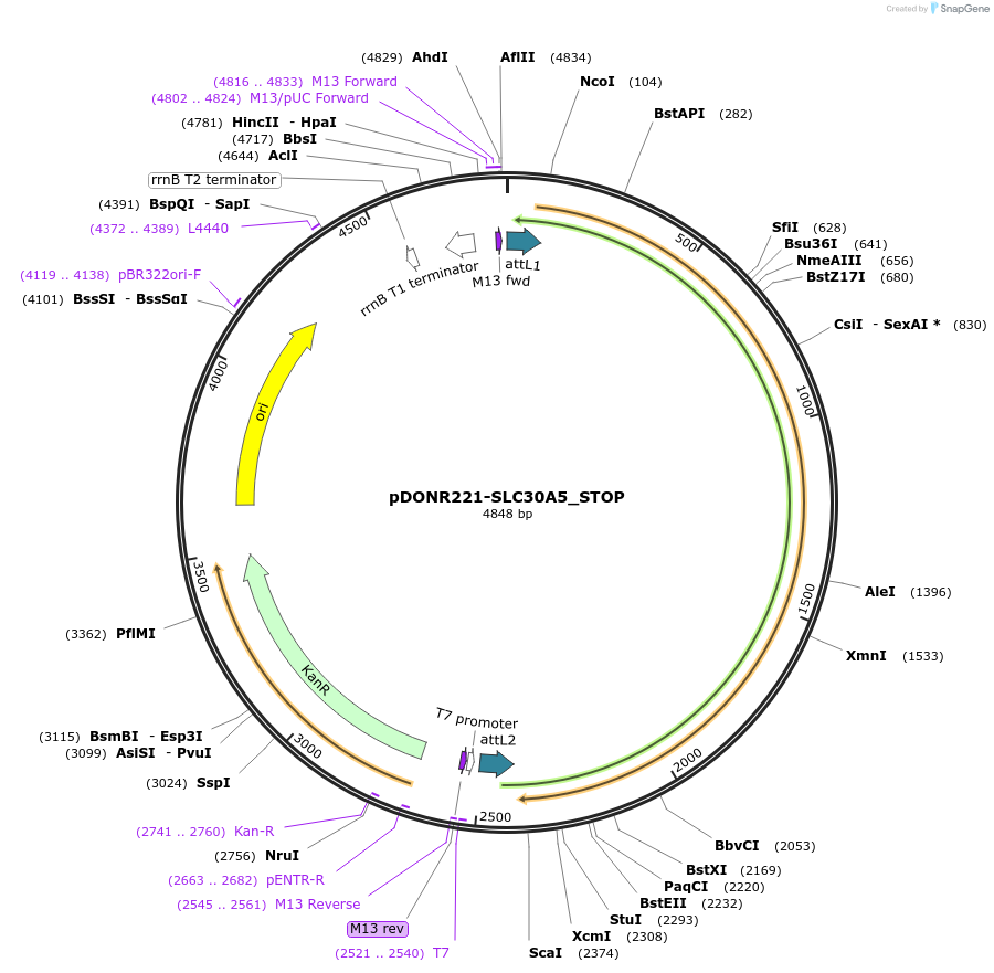 161243-plasmid-map-sequence-id-369856