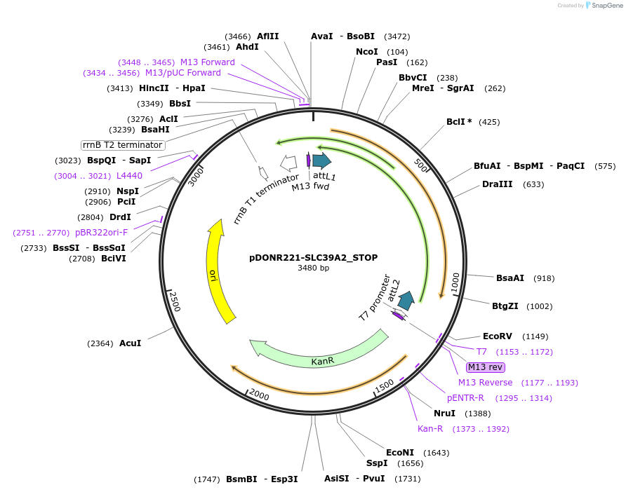 161259-plasmid-map-sequence-id-369867