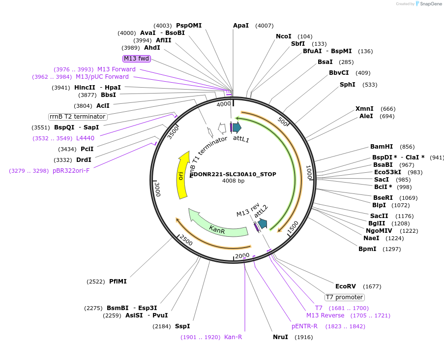 161291-plasmid-map-sequence-id-369870