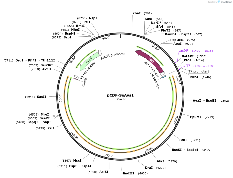 188803-plasmid-map-sequence-id-369883