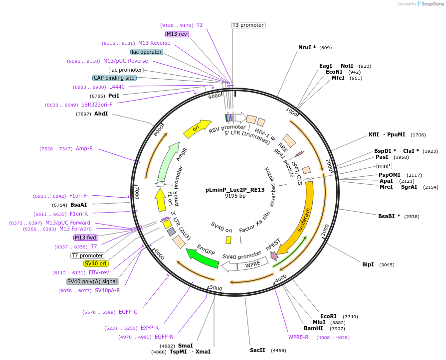 90348-plasmid-map-sequence-id-369884