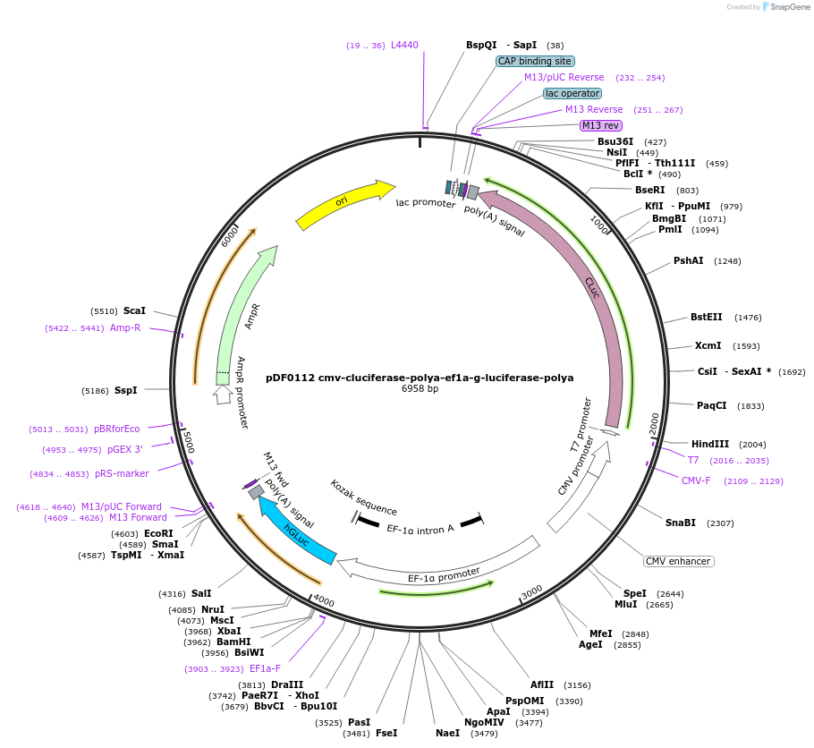 186980-plasmid-map-sequence-id-369891