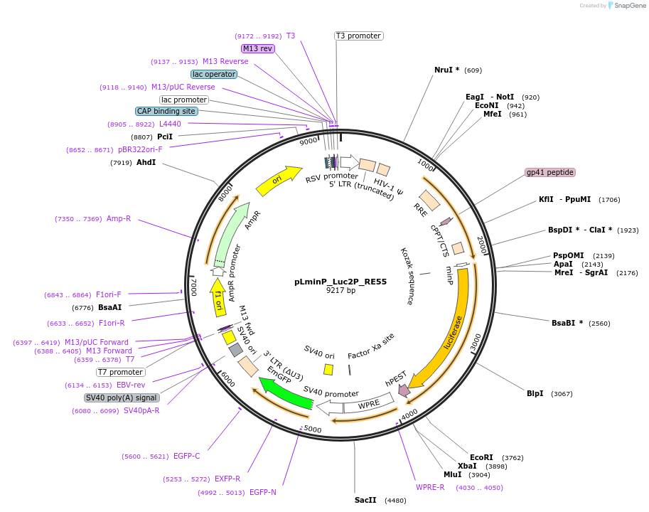 90400-plasmid-map-sequence-id-369927