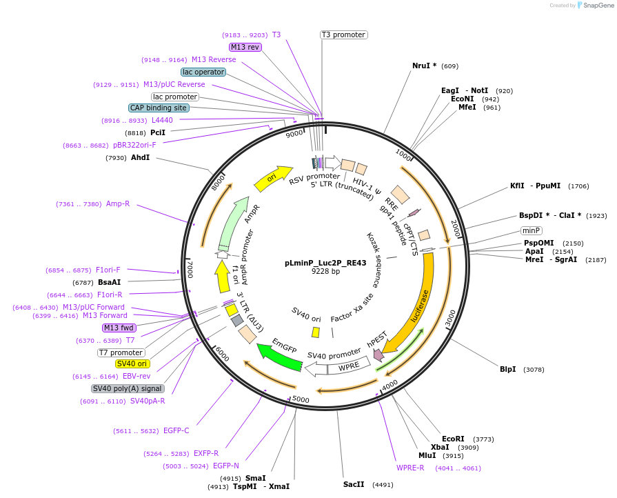 90381-plasmid-map-sequence-id-369934