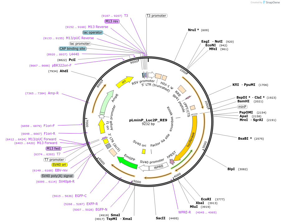 90343-plasmid-map-sequence-id-369936