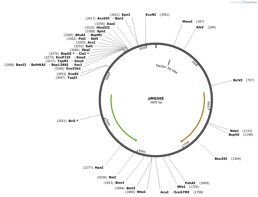 133853-plasmid-map-sequence-id-369980