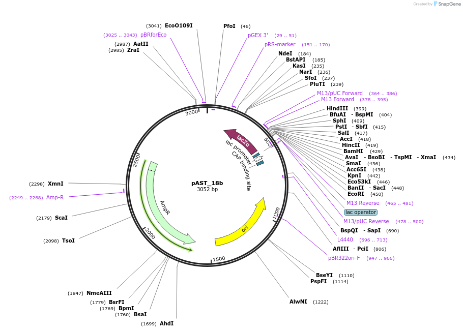 1426-plasmid-map-sequence-id-37