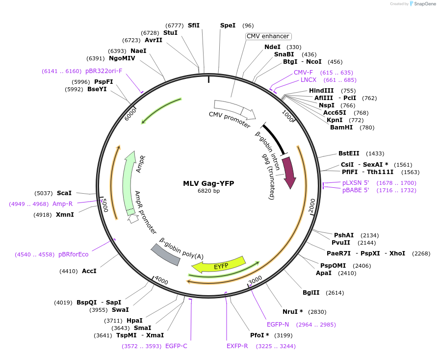 1813-plasmid-map-sequence-id-370