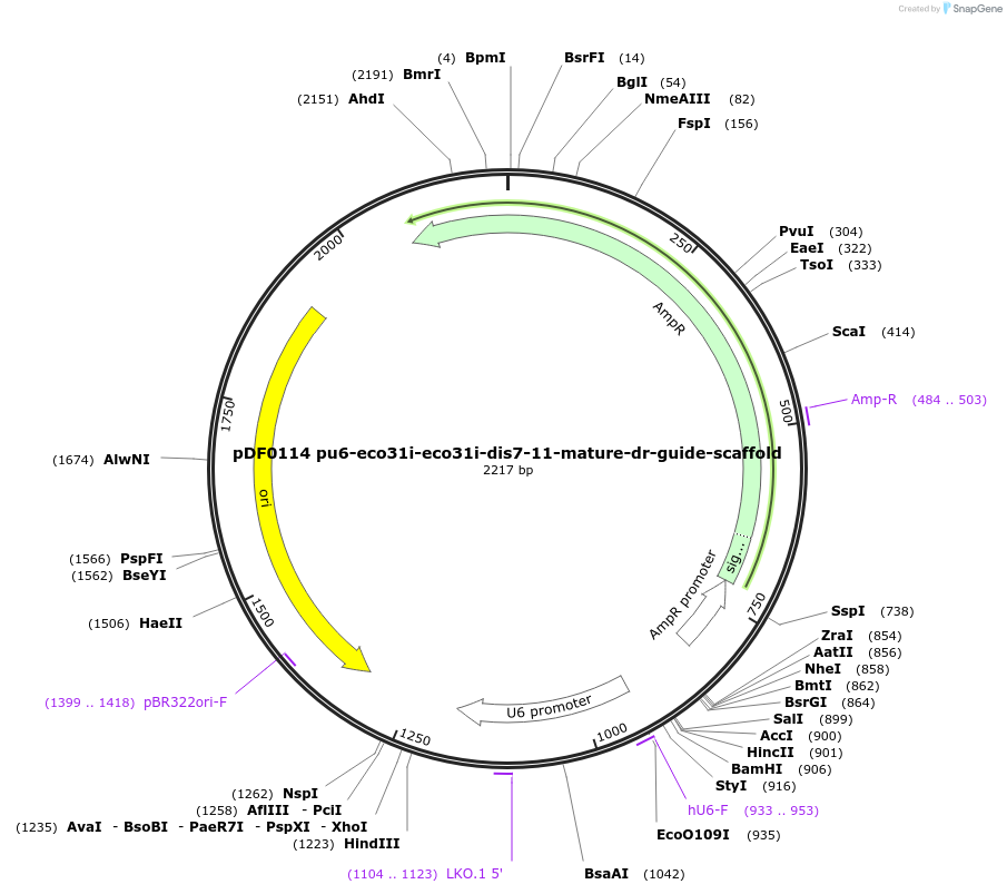 186981-plasmid-map-sequence-id-370007