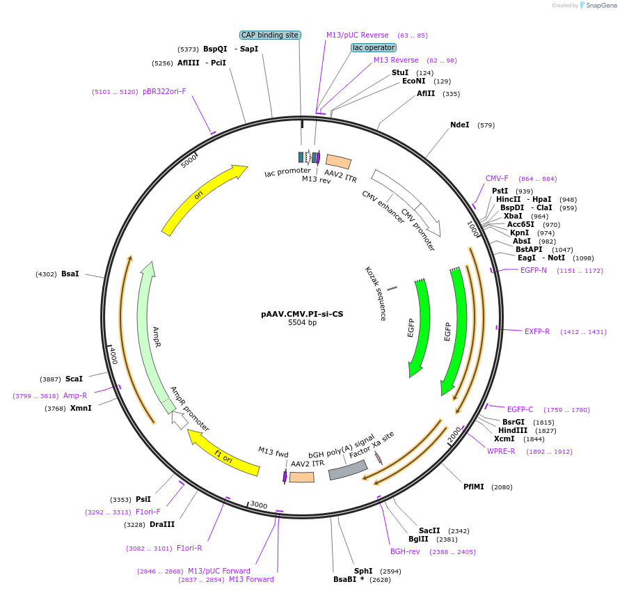 187857-plasmid-map-sequence-id-370021
