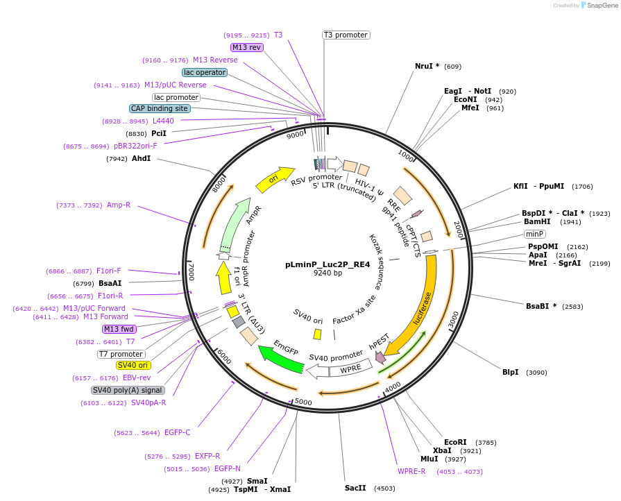 90338-plasmid-map-sequence-id-370023