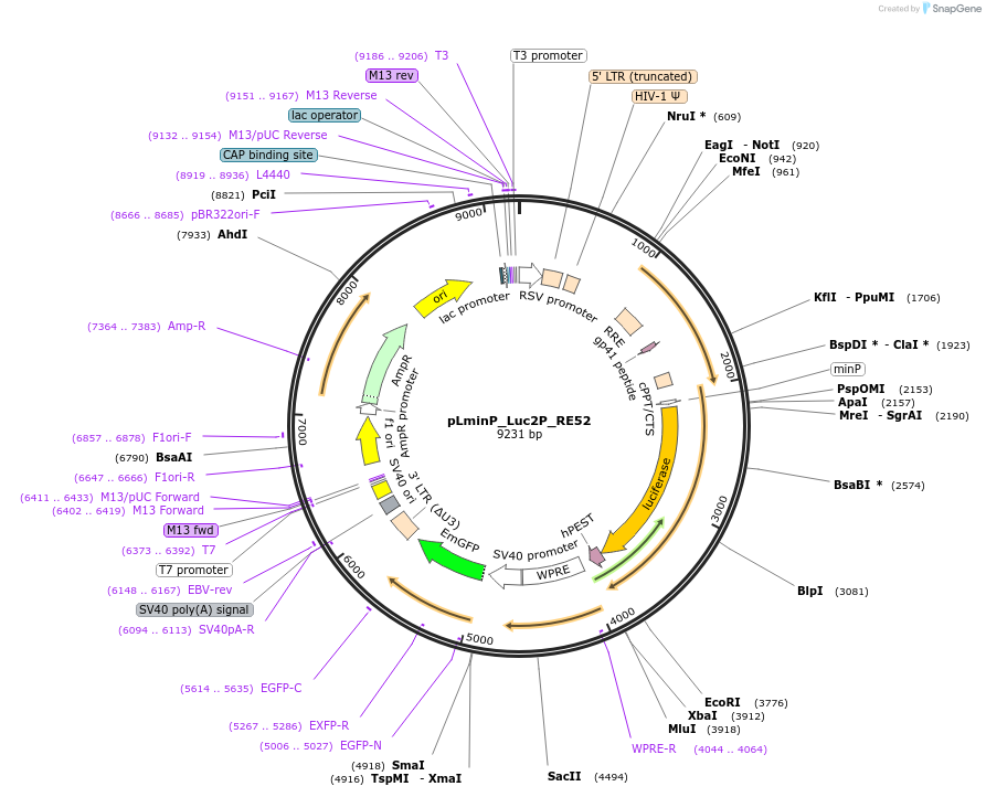 90397-plasmid-map-sequence-id-370034