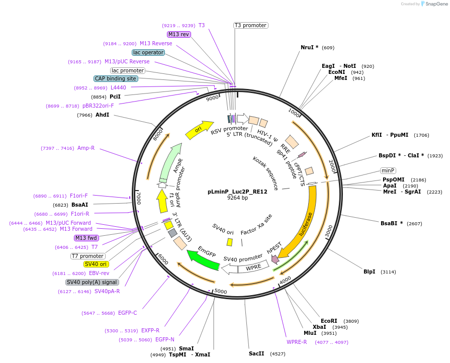 90347-plasmid-map-sequence-id-370040