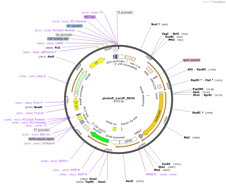 90376-plasmid-map-sequence-id-370048