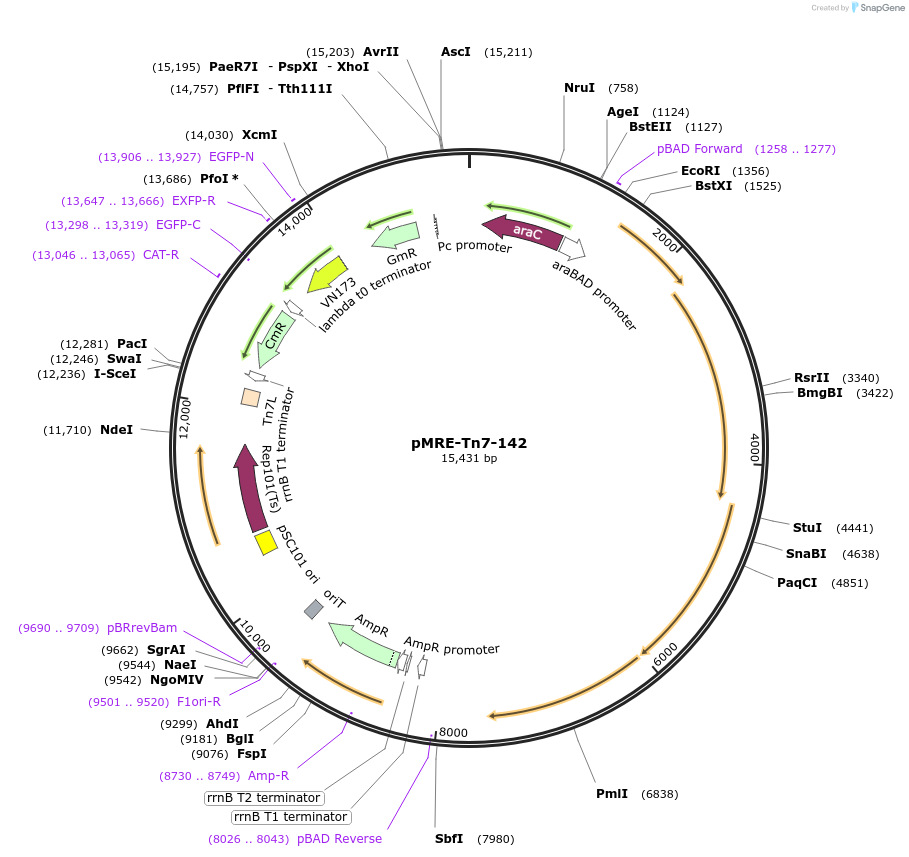 118558-plasmid-map-sequence-id-370050