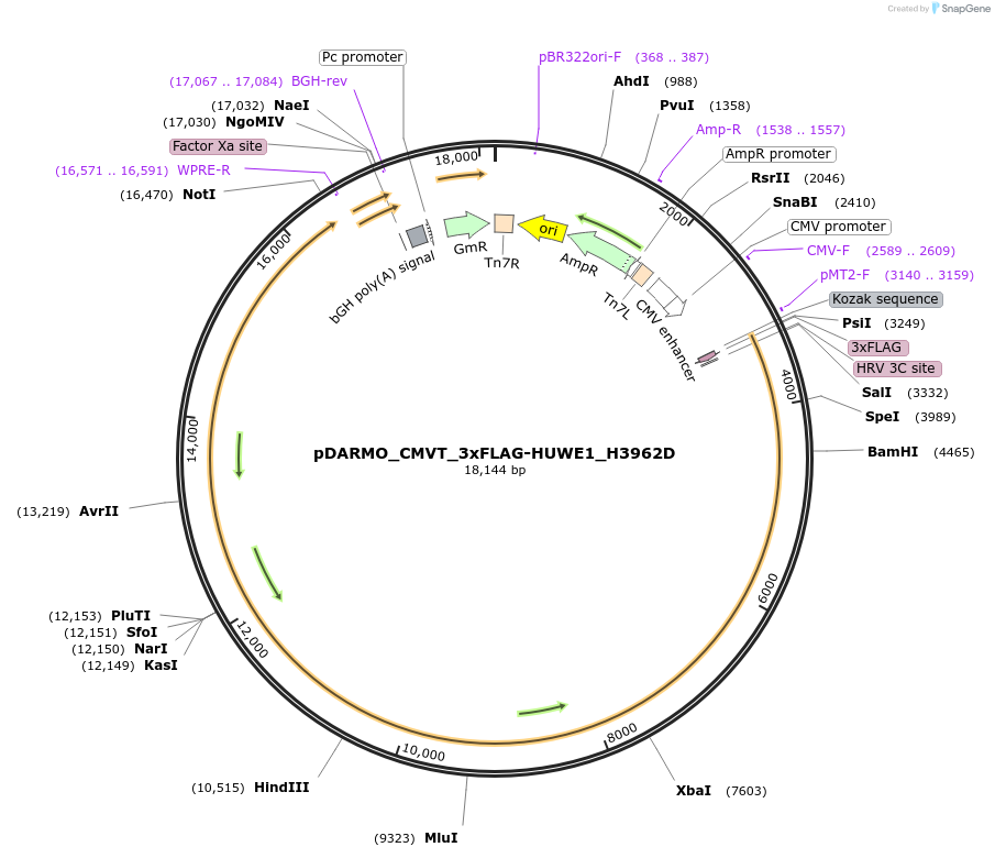 187131-plasmid-map-sequence-id-370066