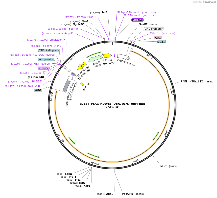 187154-plasmid-map-sequence-id-370068
