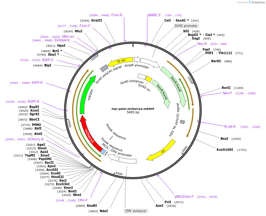 182859-plasmid-map-sequence-id-370101