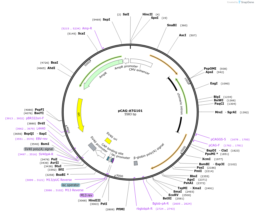 189590-plasmid-map-sequence-id-370105