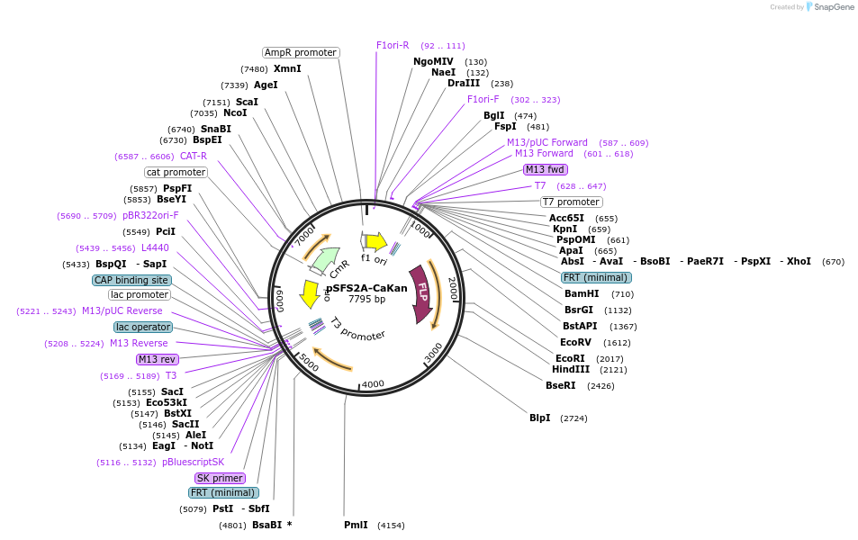 189565-plasmid-map-sequence-id-370106