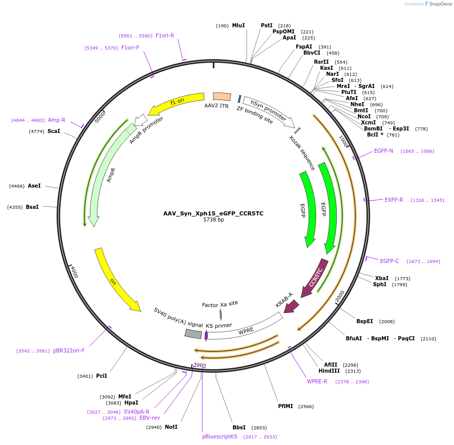 187442-plasmid-map-sequence-id-370108