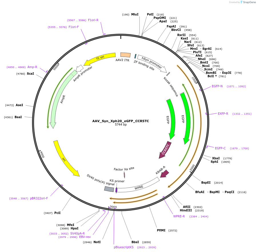187444-plasmid-map-sequence-id-370111