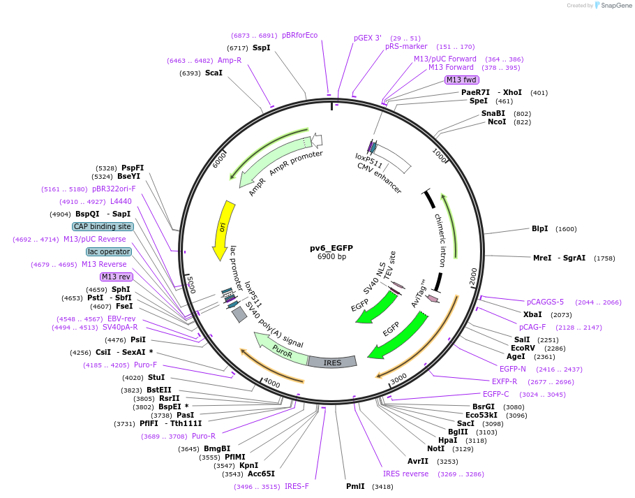 179392-plasmid-map-sequence-id-370112