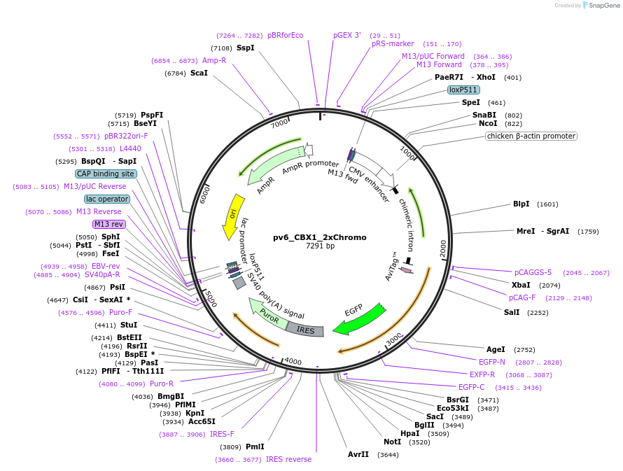 179393-plasmid-map-sequence-id-370113