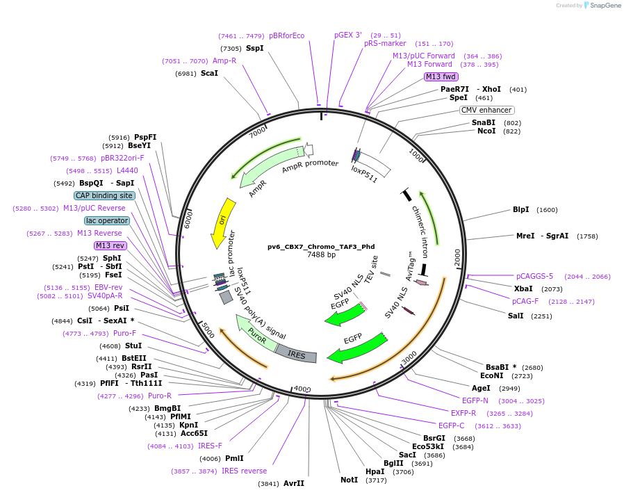179400-plasmid-map-sequence-id-370116