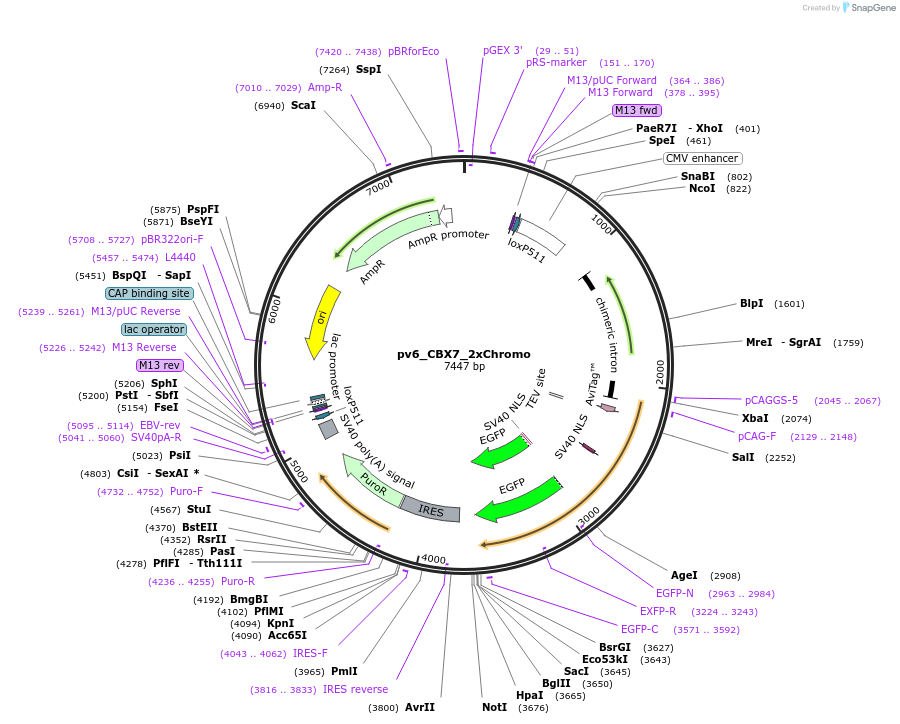 179396-plasmid-map-sequence-id-370119