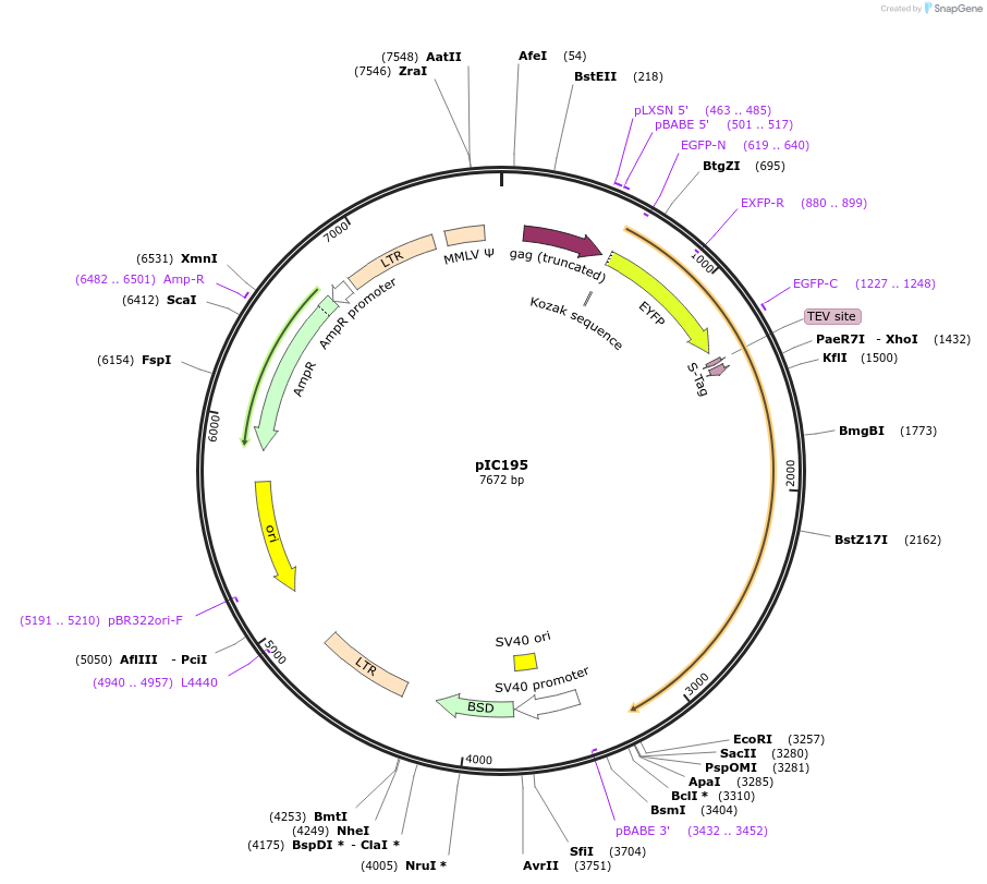 69730-plasmid-map-sequence-id-370126