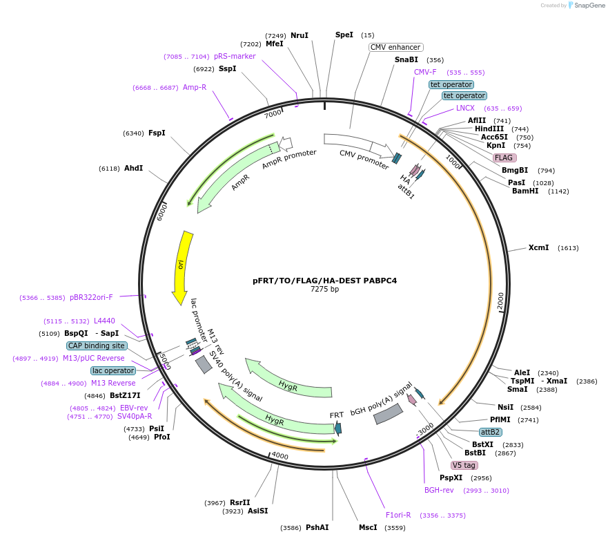 19882-plasmid-map-sequence-id-370127