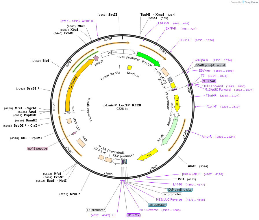 90370-plasmid-map-sequence-id-370131