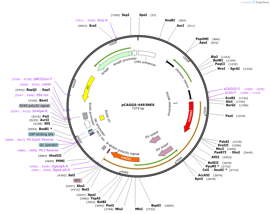 138373-plasmid-map-sequence-id-370138