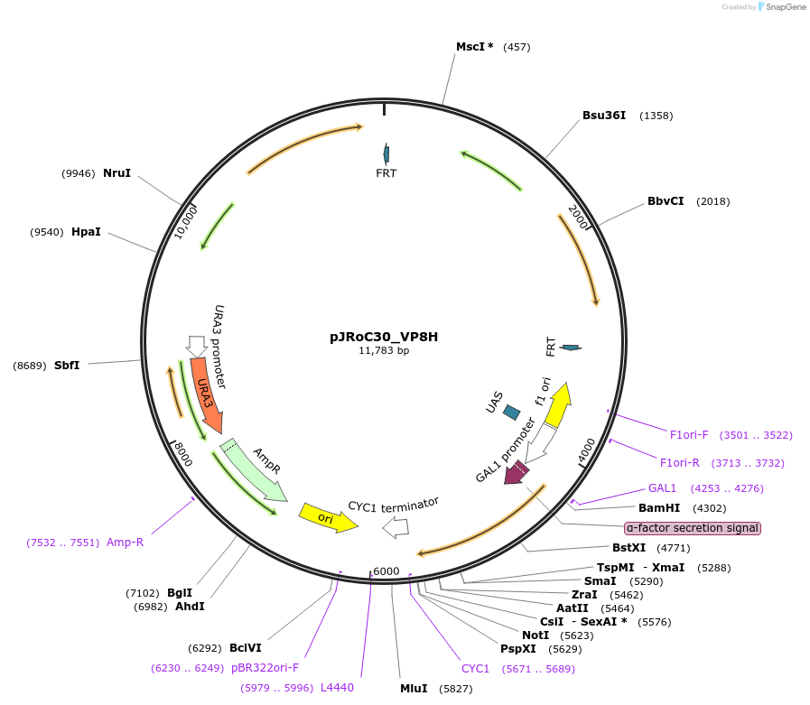 188062-plasmid-map-sequence-id-370147