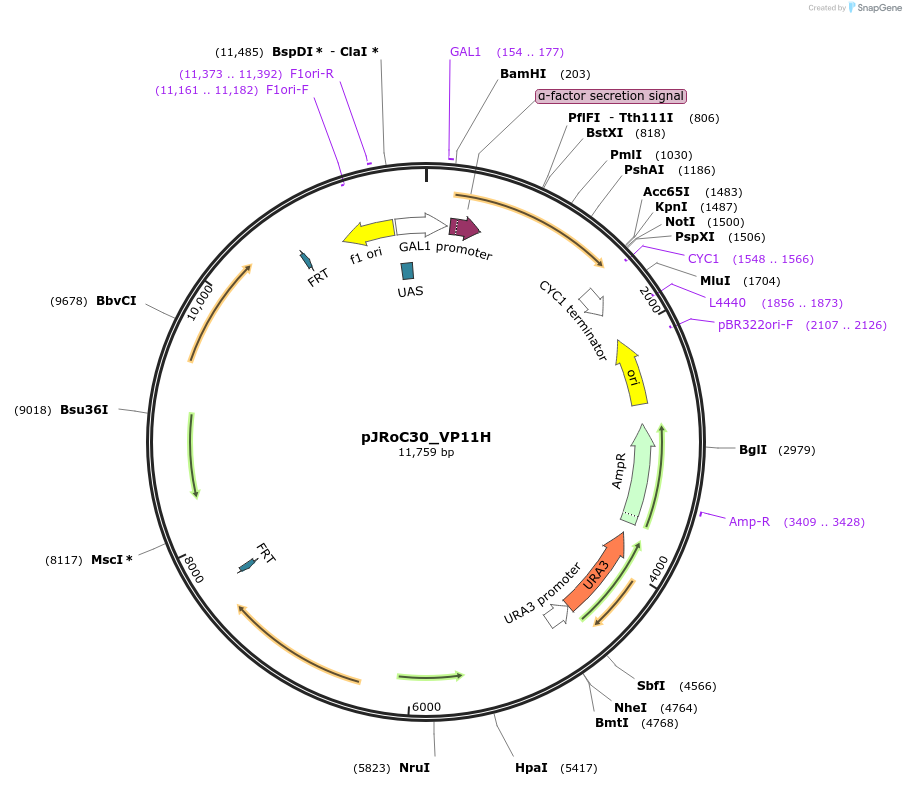 188063-plasmid-map-sequence-id-370151