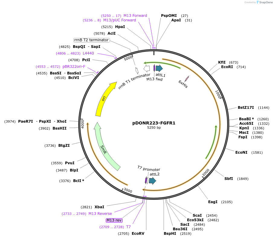 23922-plasmid-map-sequence-id-370152