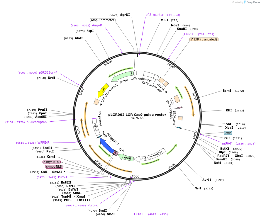 188320-plasmid-map-sequence-id-370169
