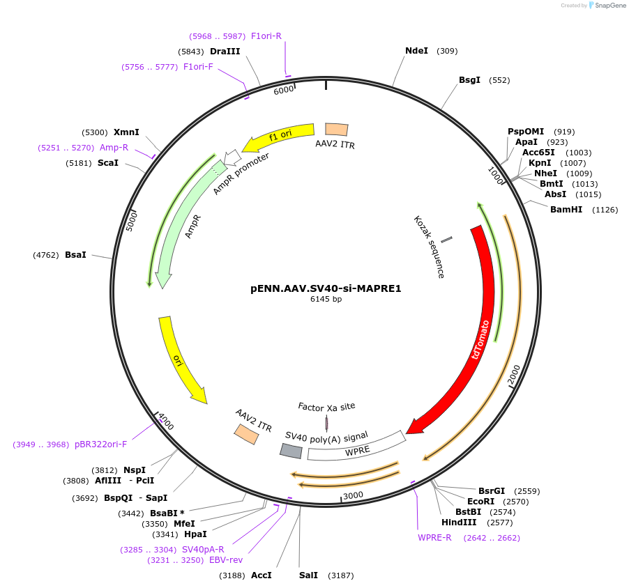 187862-plasmid-map-sequence-id-370180