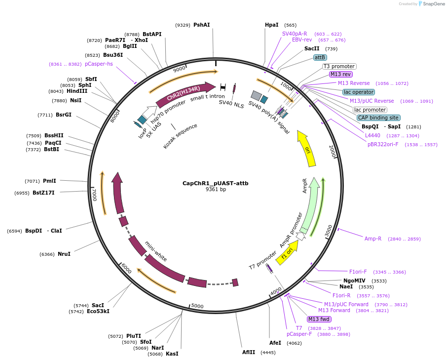 188040-plasmid-map-sequence-id-370186