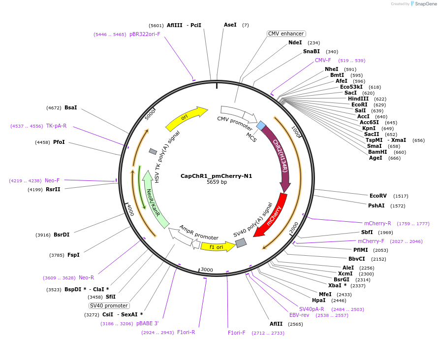 188031-plasmid-map-sequence-id-370187