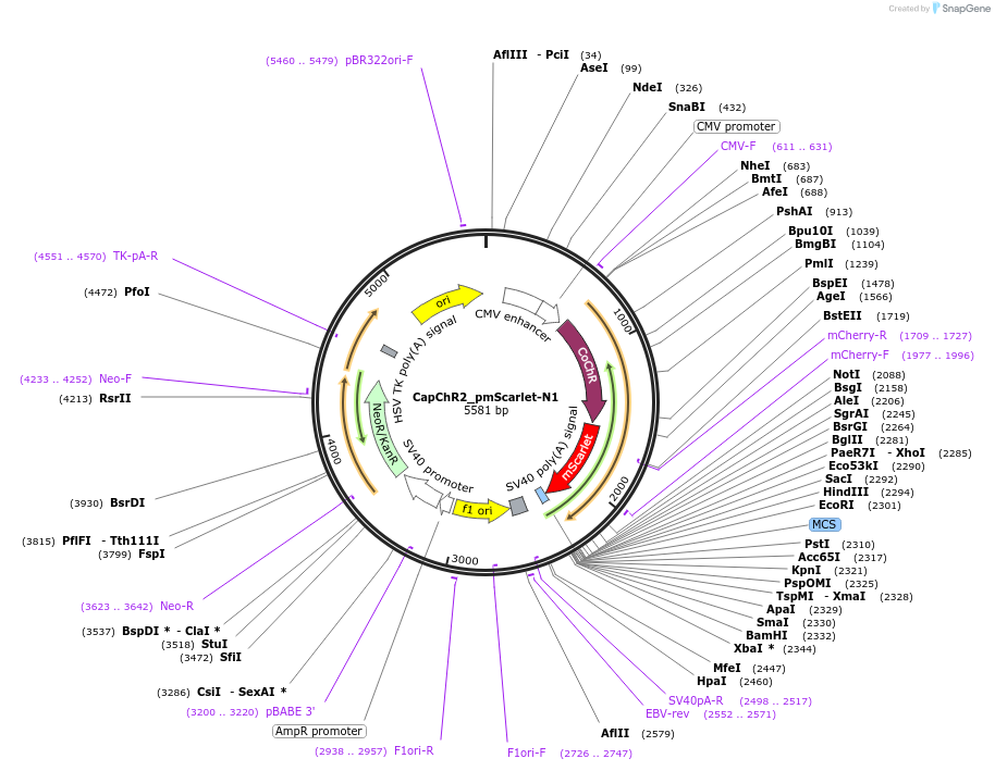 188032-plasmid-map-sequence-id-370188