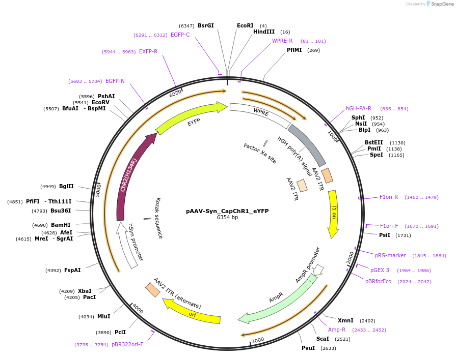 188033-plasmid-map-sequence-id-370191