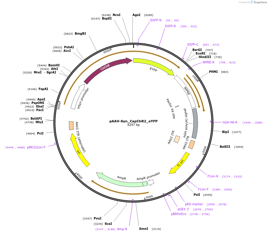 188035-plasmid-map-sequence-id-370192