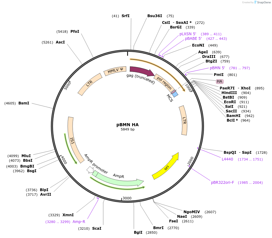 188645-plasmid-map-sequence-id-370206