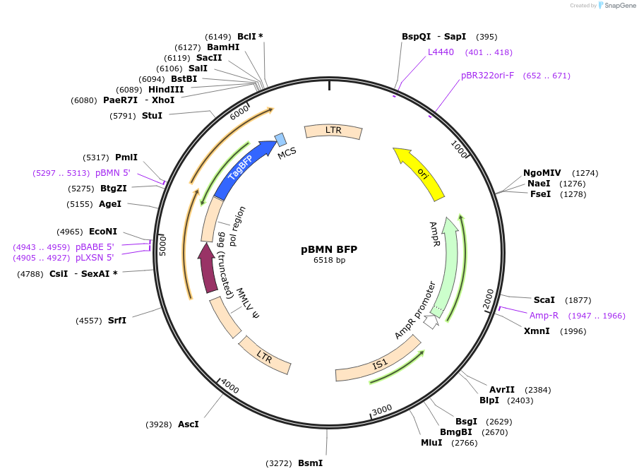 188644-plasmid-map-sequence-id-370207