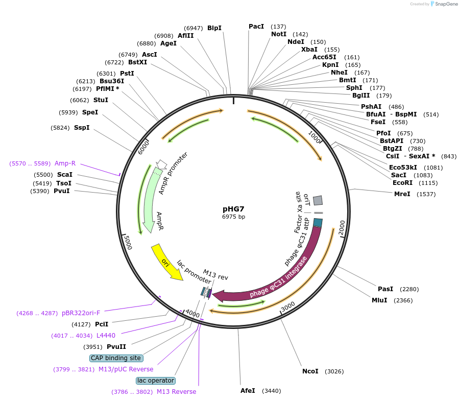 188255-plasmid-map-sequence-id-370223