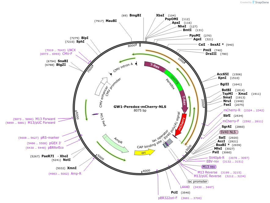 32381-plasmid-map-sequence-id-37023