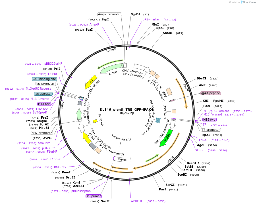 187446-plasmid-map-sequence-id-370230